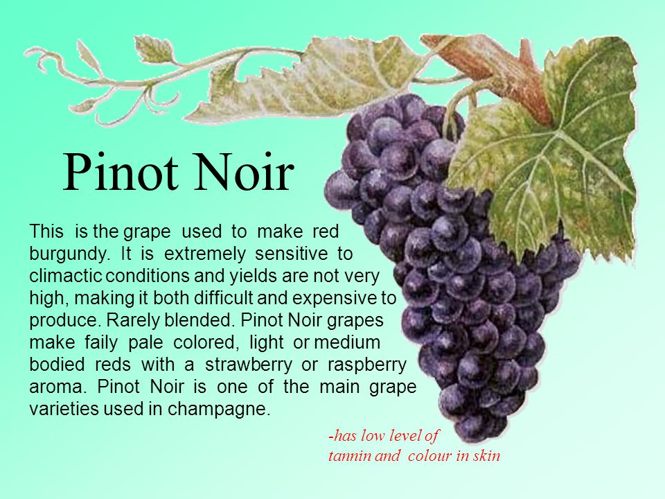 Pinot+Noir+This+is+the+grape+used+to+make+red