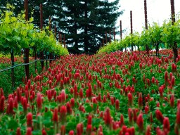 february2016_winemakerarticle_4_1024x768