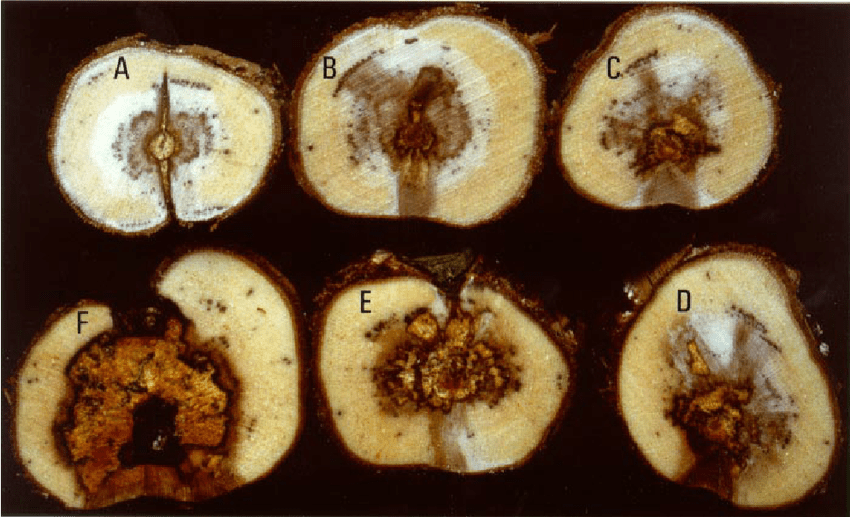 Fig-1-Cross-sections-through-the-trunk-of-a-25-year-old-grape-cv-Sangiovese-vine