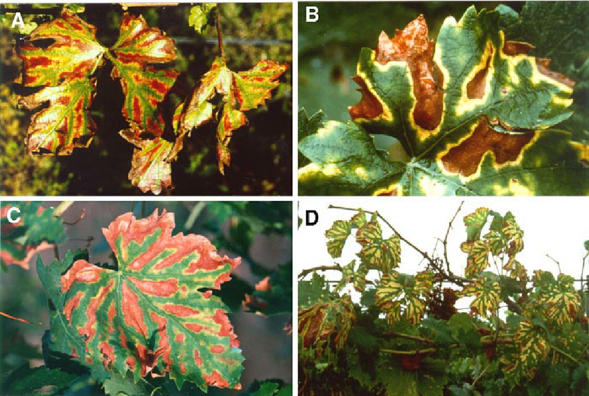 Fig-4-Foliar-symptoms-of-esca-first-appear-as-chlorotic-spots-that-subsequently