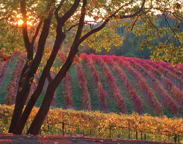 8039f99520d2c60ecea42ec9e9510745--fall-pics-wine-vineyards