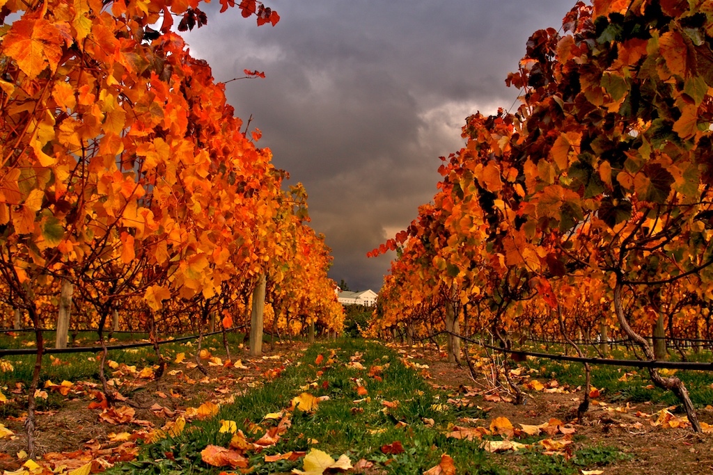 autumn-temperate-climate-zone-new-zealand