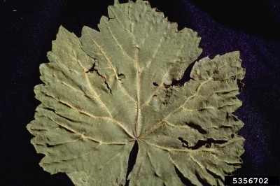 grape-fanleaf-virus-400x266