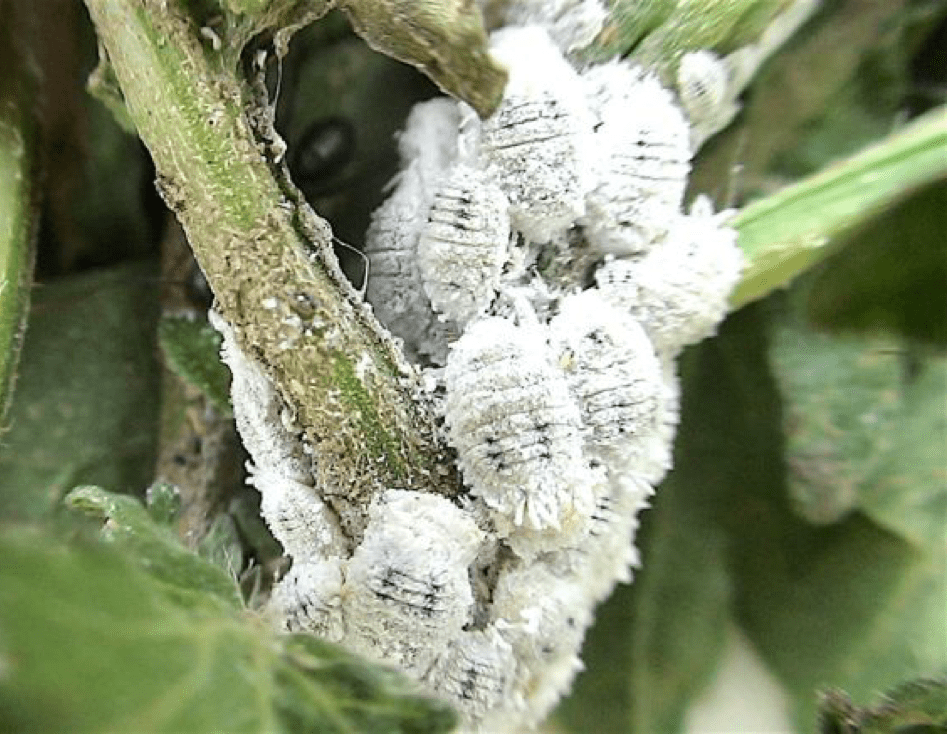 HowDoesLeafrollAffectVines_1