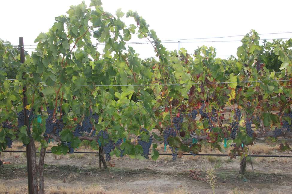 HowDoesLeafrollAffectVines_2