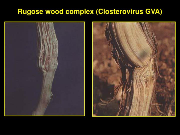 rugose-wood-complex-closterovirus-gva4-n (1)