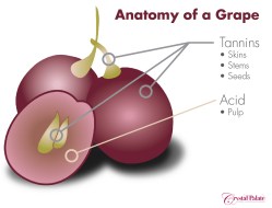 GrapesIllustration_Labels