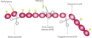 wine_enzymes_figure4_otherimage